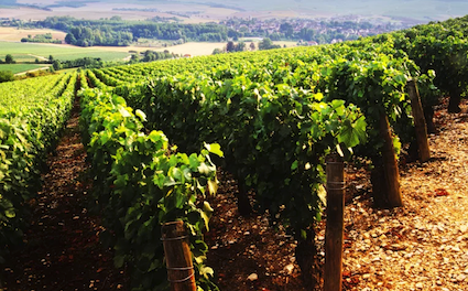 Vignoble de l'Yonne en Bourgogne
